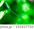 Close up of green plant swirl macro. Macro curl of green plant. Abstract detail selective focus. Pea curl. Curling pea plant.  141657750