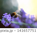 Macro close up of the bee on the lavender flower with copy space. Honeybee collecting nectar from the lavender flower. 141657751