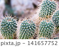 Macro close up of Echinopsis cactus, Cluster of Red Tom Thumb Cactus. Parodia Mairanana. Selective focus.  141657752