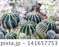 Macro close up of Echinopsis huascha thorns on Cactus Plant. Spike Ball cactus plant. green and cream small spikey cactus plants 141657753