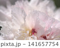 Abstract background with macro close up selective focus of peony flower petals.  141657754