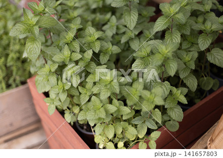 Fresh mint plants in wooden garden planter Fresh mint plants in wooden garden planter 141657803
