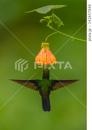 Male gorgeted sunangel hovers under flower drinking 141657848