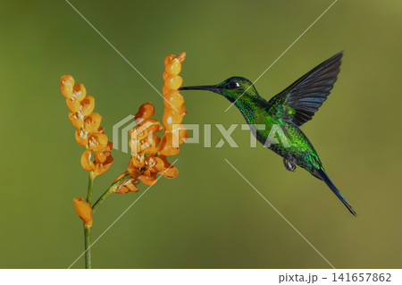 Male green-crowned brilliant feeds on orange flower Male green-crowned brilliant feeds on orange flower 141657862
