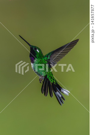 Male purple-bibbed whitetip hovers against green background Male purple-bibbed whitetip hovers against green background 141657877