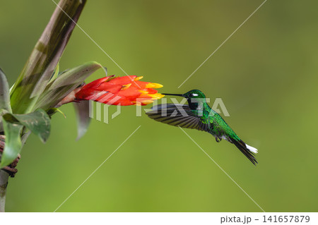 Male purple-bibbed whitetip hovers drinking from flower 141657879