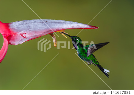 Male purple-bibbed whitetip hovers drinking under heliconia 141657881