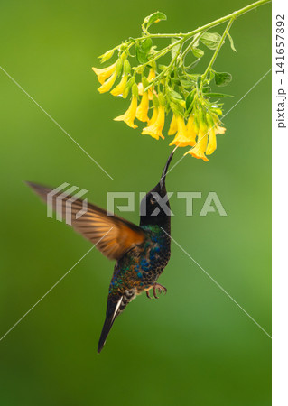 Male velvet-purple coronet drinks from yellow flower Male velvet-purple coronet drinks from yellow flower 141657892