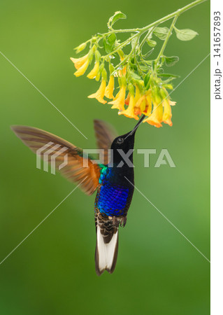 Male velvet-purple coronet drinks from yellow flowers Male velvet-purple coronet drinks from yellow flowers 141657893