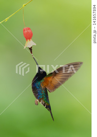 Male velvet-purple coronet drinks hovering under flower Male velvet-purple coronet drinks hovering under flower 141657894