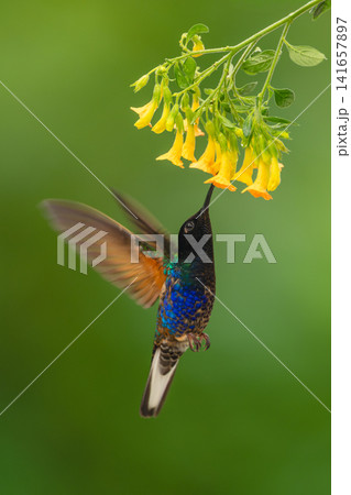 Male velvet-purple coronet feeds on yellow flower Male velvet-purple coronet feeds on yellow flower 141657897