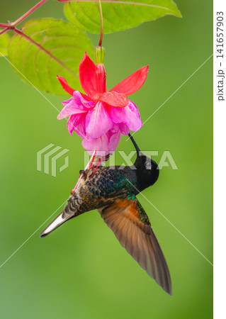 Male velvet-purple coronet hangs from purple flower Male velvet-purple coronet hangs from purple flower 141657903
