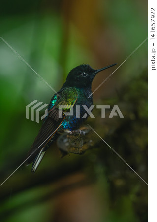 Male velvet-purple coronet on branch watches camera 141657922