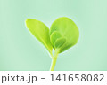Detail of succulent sedum plant 141658082