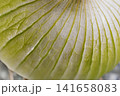 Detail of white onion texture 141658083