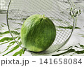 Fresh green Italian  cucumber 141658084