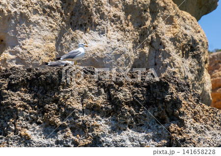 Two seagulls perched on rugged coastal rocks under a clear blue sky Two seagulls perched on rugged coastal rocks under a clear blue sky 141658228