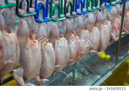 Fresh Whole Chickens Hanging on Processing Line in Poultry Processing Facility 141658515