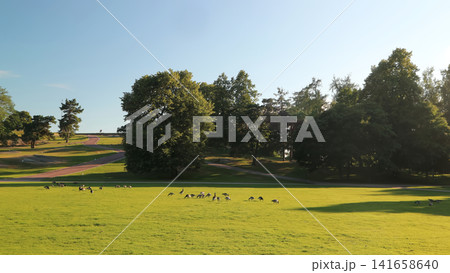 Sunlit Meadow with Grazing Birds and Tree-Lined Landscape Sunlit Meadow with Grazing Birds and Tree-Lined Landscape 141658640