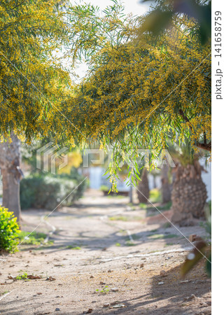Lush blooming yellow mimosa acacia tree against tropical palm trees on bright sunny spring day in park. Lush blooming yellow mimosa acacia tree against tropical palm trees on bright sunny spring day in park. 141658759