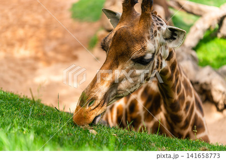Close-Up of Giraffe Grazing on Lush Green Grass Close-Up of Giraffe Grazing on Lush Green Grass 141658773