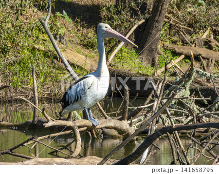 A pelican standing on a dead tree branch in a creek 141658795