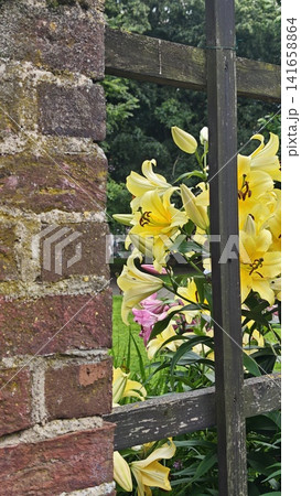 Yellow lilies bloom beside a rustic brick wall with wooden trellis, showcasing vibrant flowers in a lush garden setting surrounded by greenery Yellow lilies bloom beside a rustic brick wall with wooden trellis, showcasing vibrant flowers in a lush garden setting surrounded by greenery 141658864