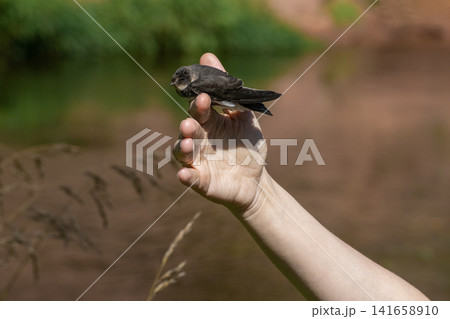 A volunteer hand releasing a fledgling sand martin or common swift bird into the wild. A volunteer hand releasing a fledgling sand martin or common swift bird into the wild. 141658910