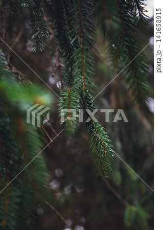 Deep coniferous forest in the mountains. Pine tree branches with raindrops close up. Carpathian mountains landscape after the rain. Pine tree woodland. Autumn forest scenery. Wild national park. 141658915
