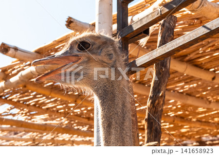 An ostrich stands in a mountainous area, showcasing its large body and long neck. The background features rocky terrain and sparse vegetation. 141658923