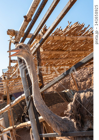 An ostrich stands in a mountainous area, showcasing its large body and long neck. The background features rocky terrain and sparse vegetation. An ostrich stands in a mountainous area, showcasing its large body and long neck. The background features rocky terrain and sparse vegetation. 141658925
