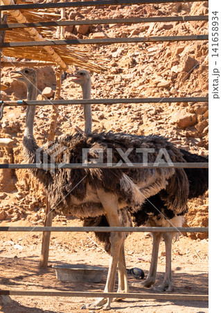 An ostrich stands in a mountainous area, showcasing its large body and long neck. The background features rocky terrain and sparse vegetation. An ostrich stands in a mountainous area, showcasing its large body and long neck. The background features rocky terrain and sparse vegetation. 141658934