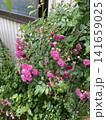薔薇　スーパーエクセルサ 141659025