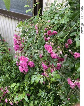 薔薇 スーパーエクセルサ 薔薇 スーパーエクセルサ 141659025