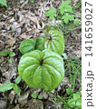 ナガイモ　自然薯　芽出し 141659027