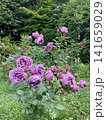 薔薇　ブルーリバー満開 141659029