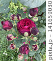 薔薇　アストリッド　　アストリッドグレーフィンフォンハルデンベルク　 141659030