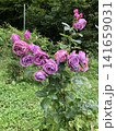 薔薇　ブルーリバー 141659031