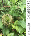 クレマチス　花後　種 141659032