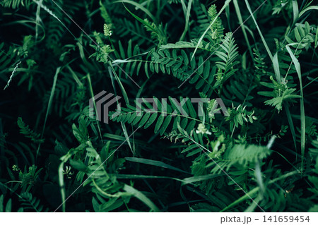Abstract close-up of lush green wild fern leaves and grass with soft focus. Natural botanical background featuring fresh foliage, forest floor. Abstract close-up of lush green wild fern leaves and grass with soft focus. Natural botanical background featuring fresh foliage, forest floor. 141659454