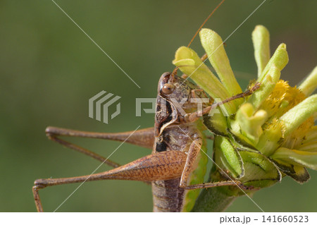 grasshopper on a flower grasshopper on a flower 141660523