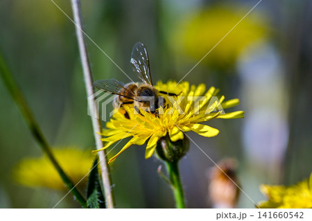A fuzzy bee diligently collects pollen from a bright yellow dandelion flower A fuzzy bee diligently collects pollen from a bright yellow dandelion flower 141660542