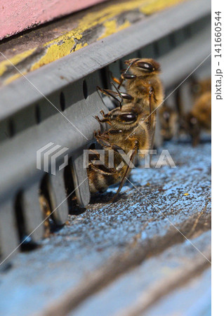 Honey bees entering beehive entrance (Apis mellifera) Honey bees entering beehive entrance (Apis mellifera) 141660544