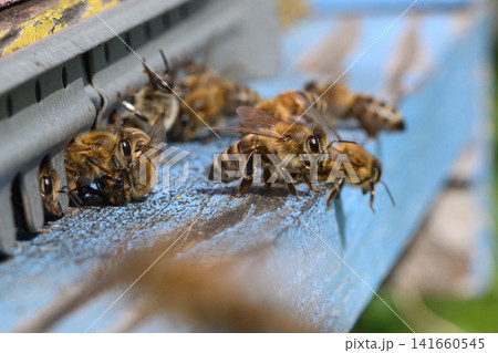 Honey bees entering beehive entrance (Apis mellifera) Honey bees entering beehive entrance (Apis mellifera) 141660545