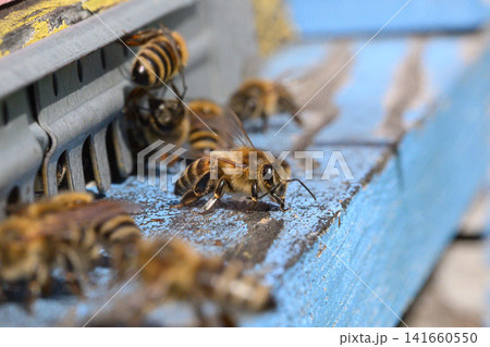 bees on a beehive bees on a beehive 141660550