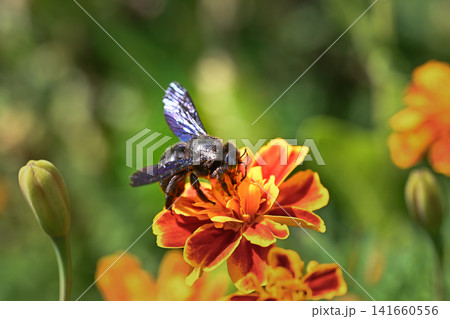 Metallic Black Carpenter Bee polinating Metallic Black Carpenter Bee polinating 141660556