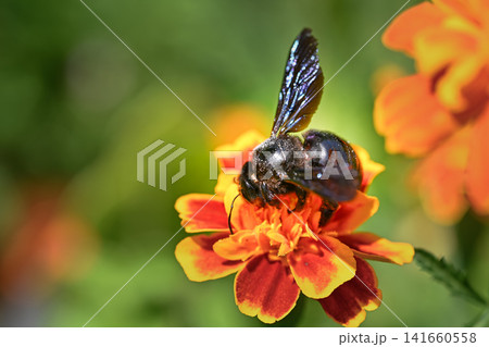 Metallic Black Carpenter Bee polinating Metallic Black Carpenter Bee polinating 141660558