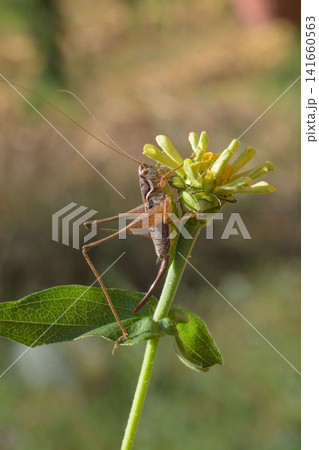 grasshopper on a flower grasshopper on a flower 141660563