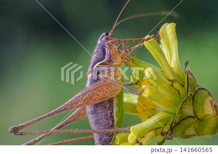 grasshopper on a flower 141660565