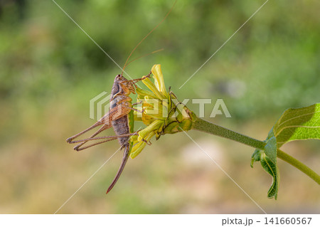 grasshopper on a flower 141660567